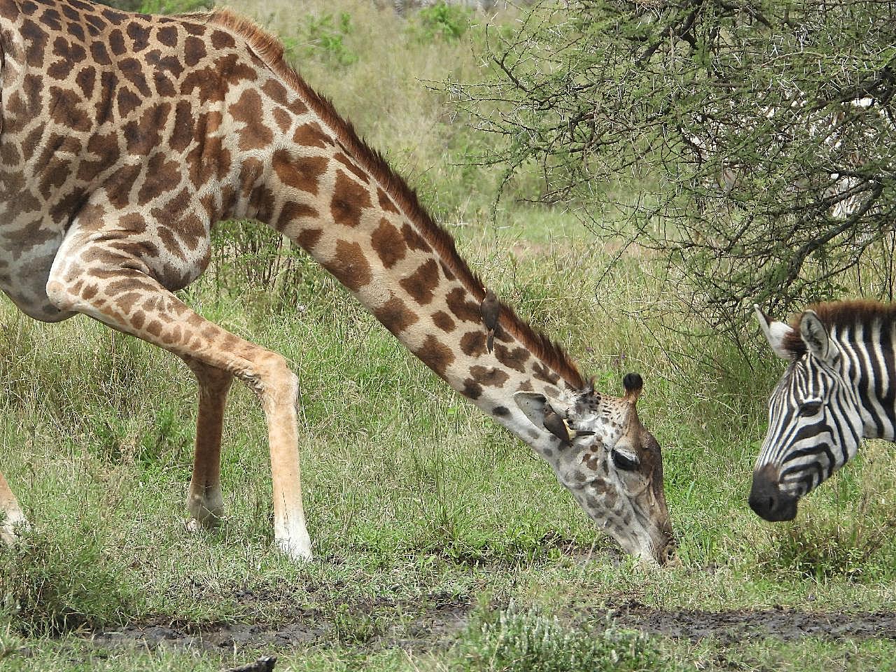 长颈鹿低头吃草图片摄影