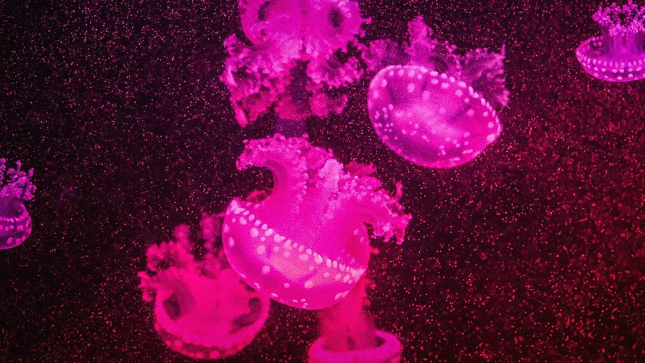 火水母的图片海洋生物