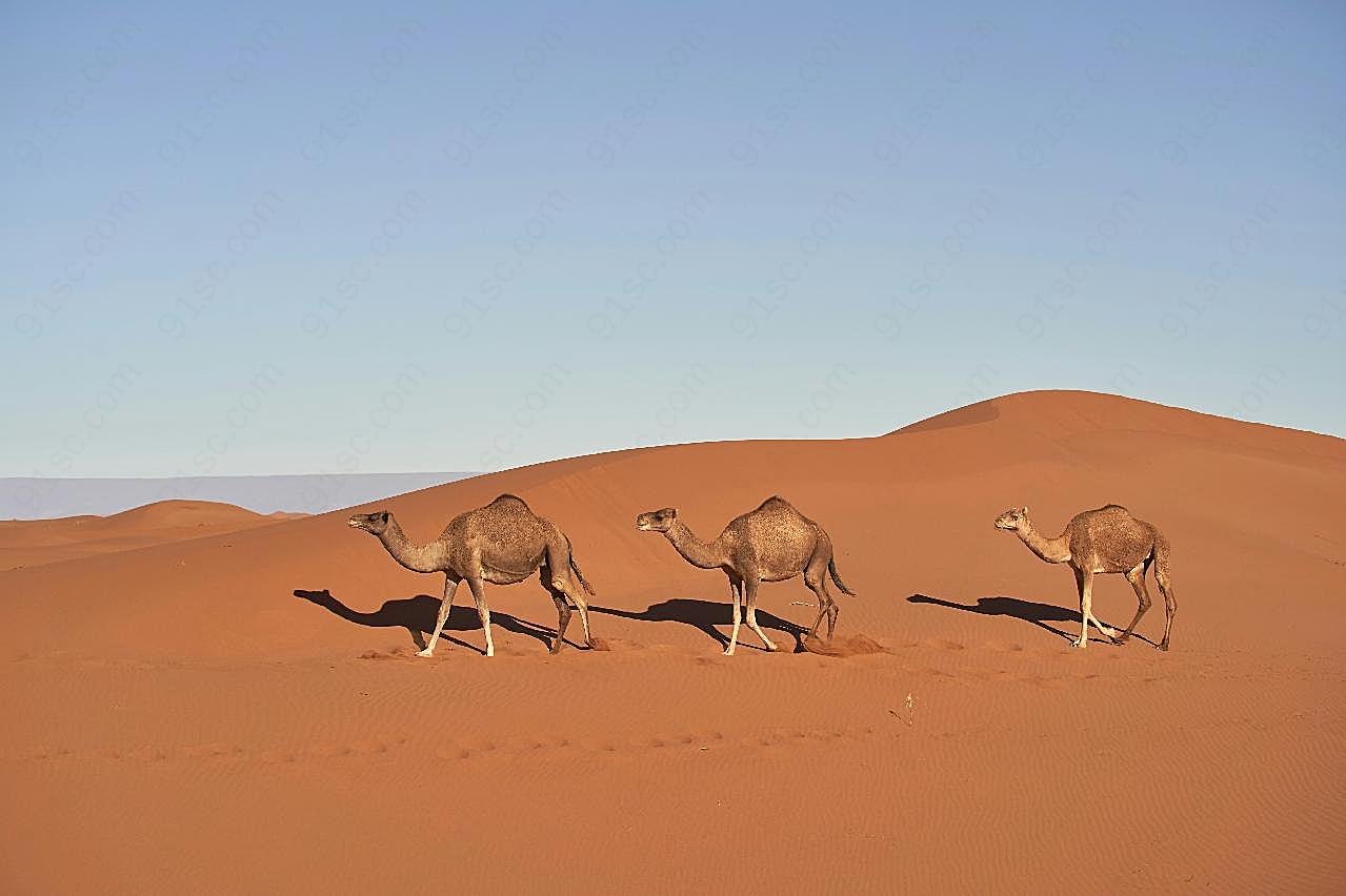 沙漠骆驼写真图片高清摄影