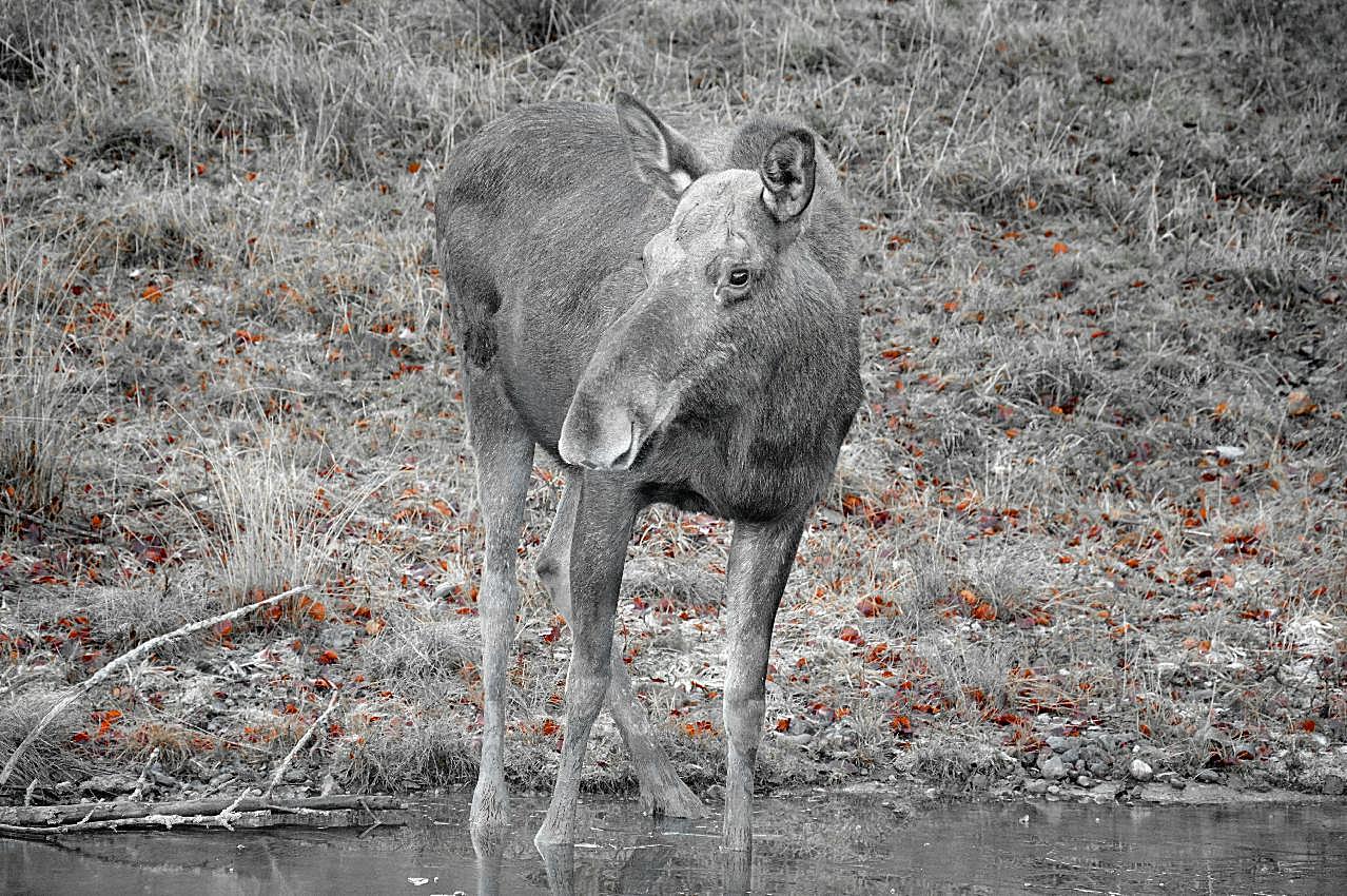 野生驼鹿黑白图片摄影