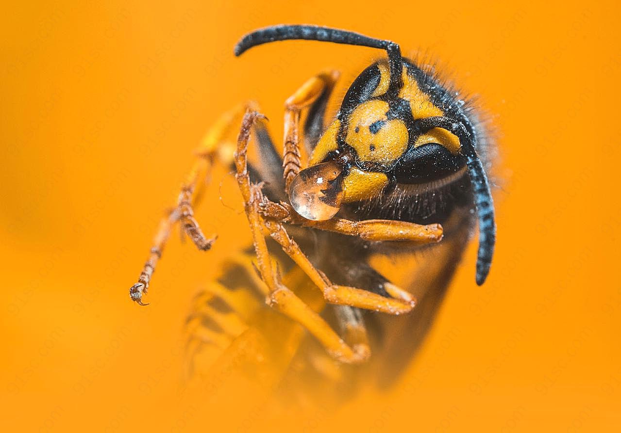 大黄蜂背景图片高清生物