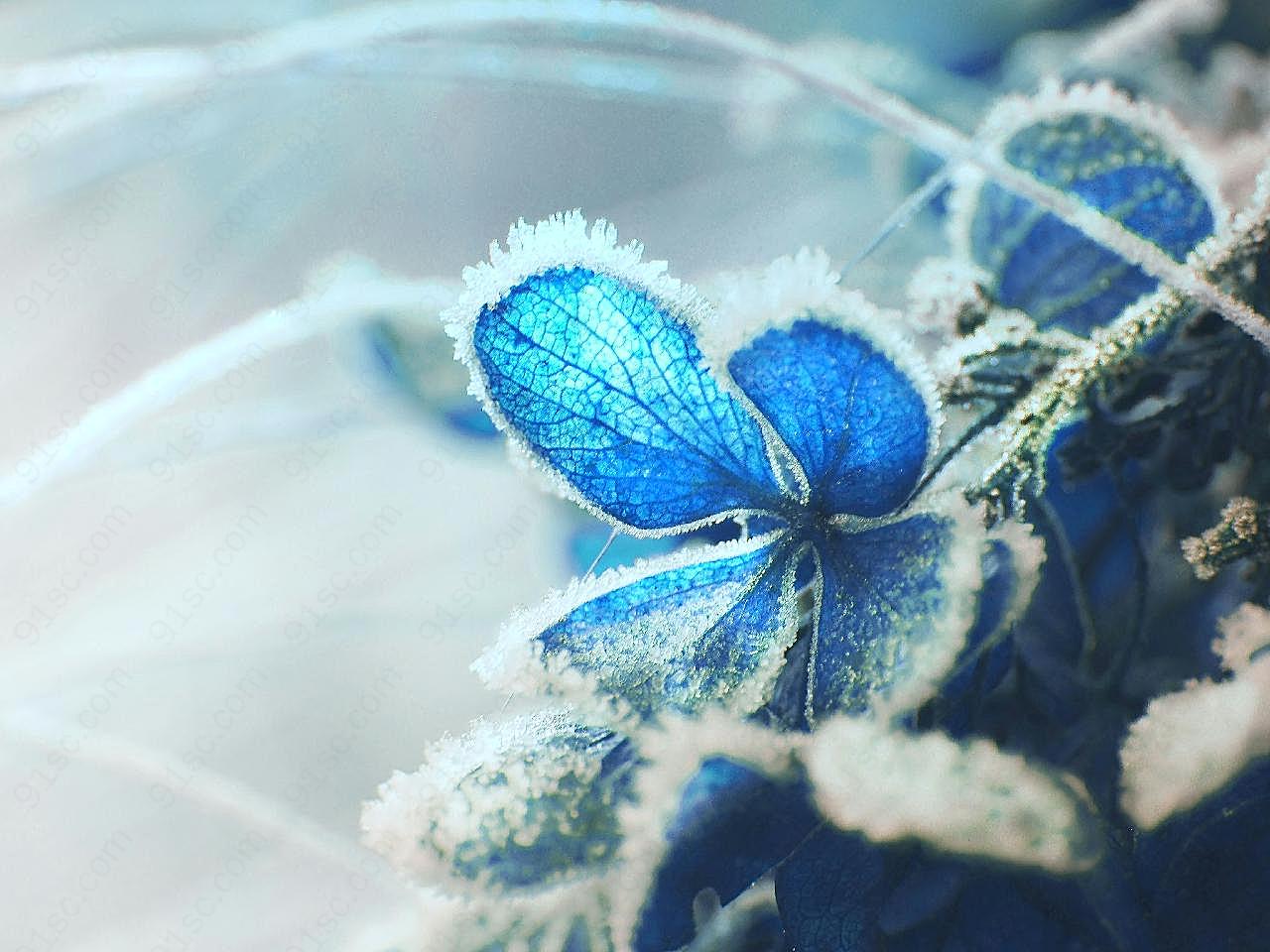 唯美鲜花冰雪图片雪景