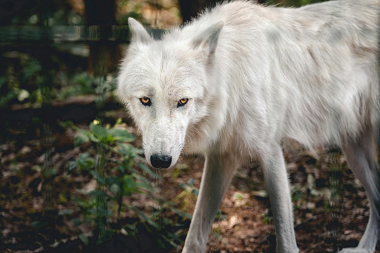 北美白狼图片动物图片