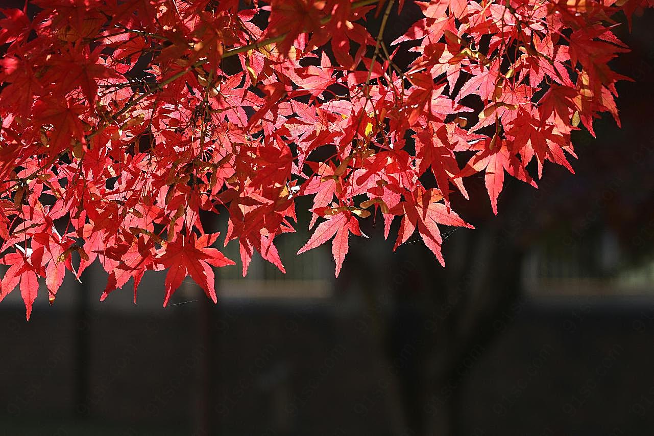 高清秋天红图片自然