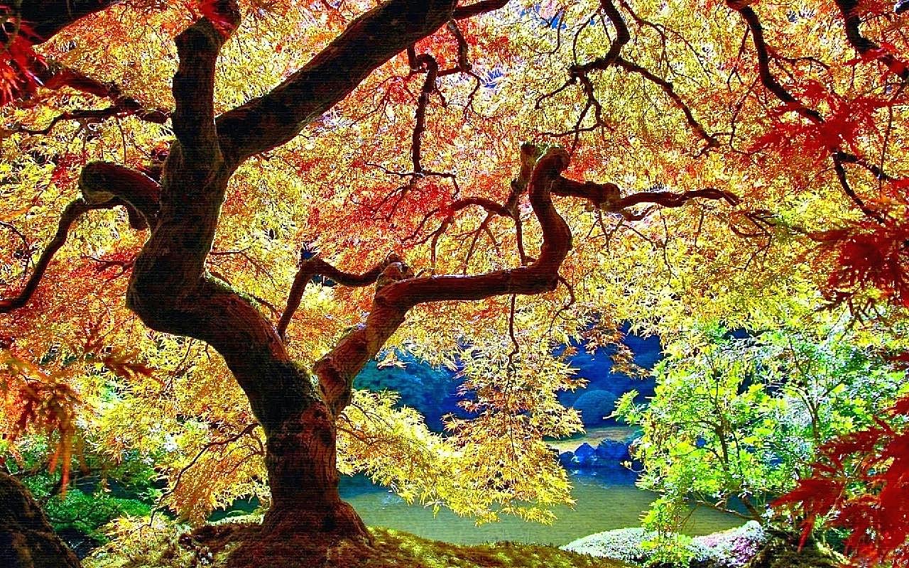 枫树唯美意境图片树林