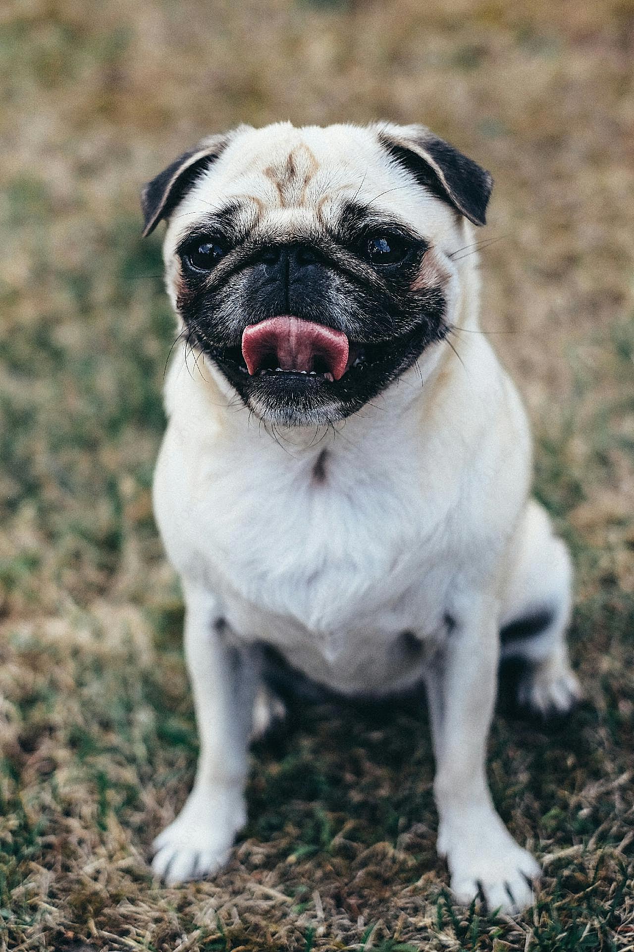 纯种巴哥幼犬图片狗