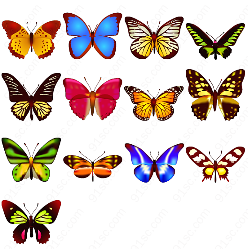可爱蝴蝶图下载动物植物