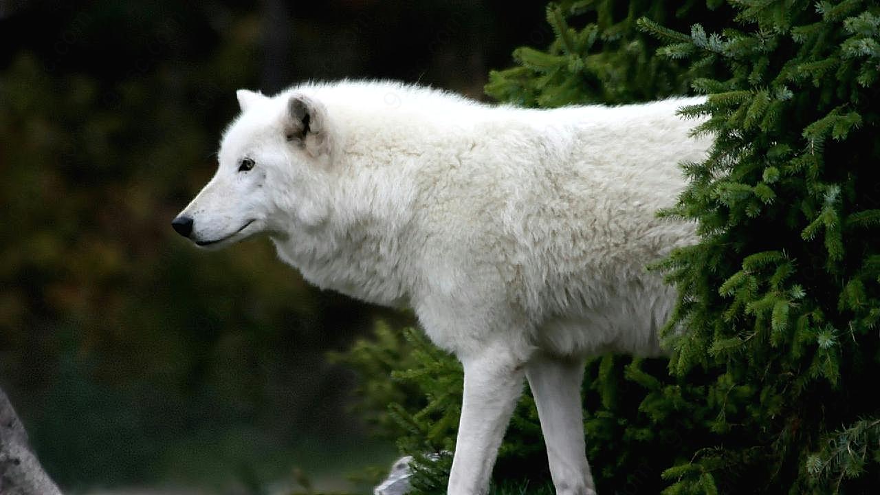 白狼犬霸气图片摄影高清