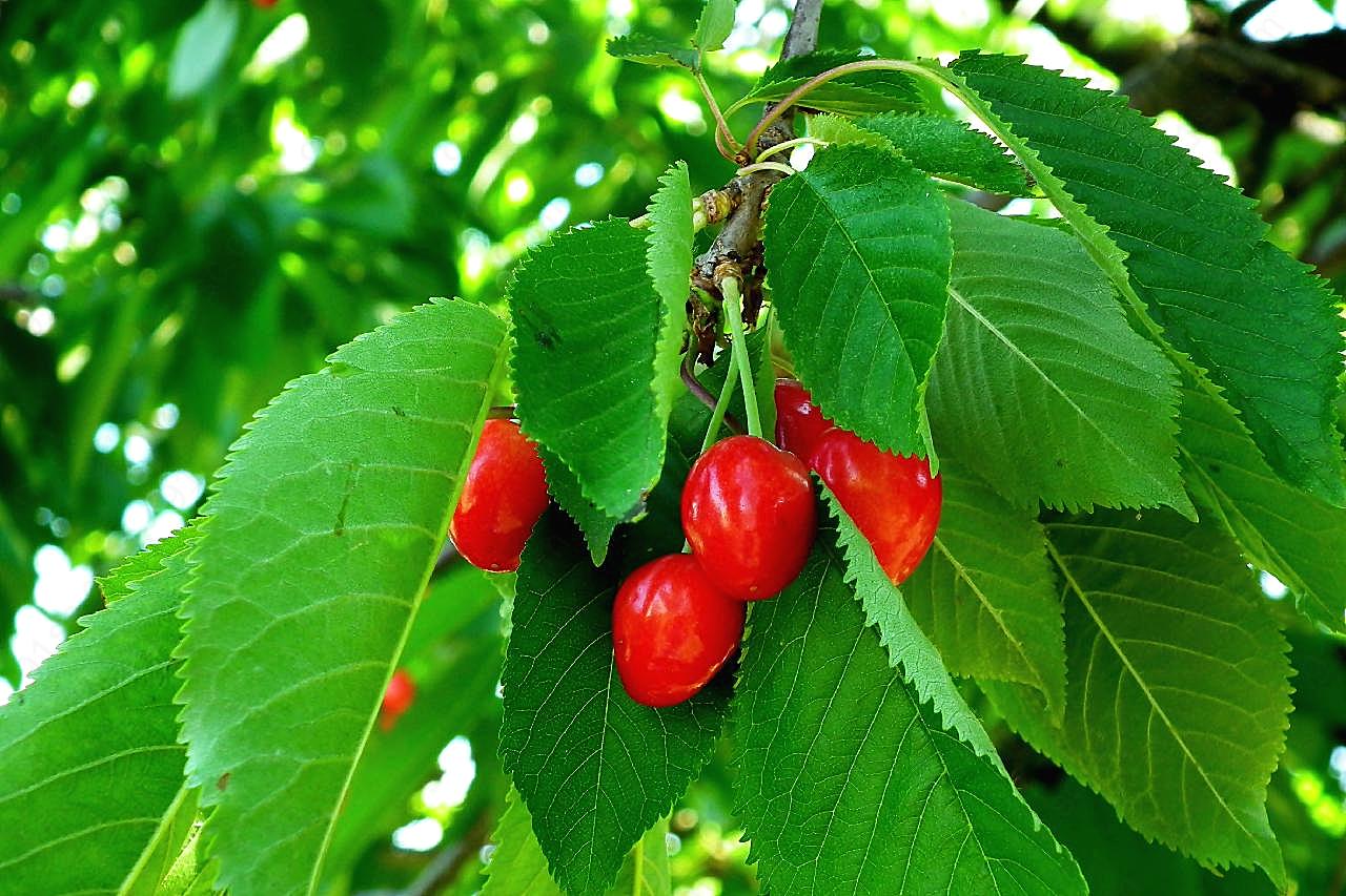 枝头成熟红樱桃图片水果