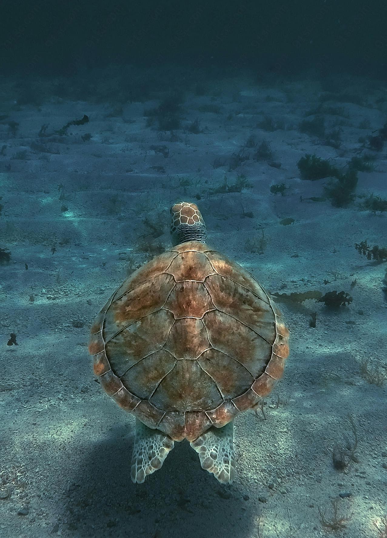 海龟素材图片海洋生物