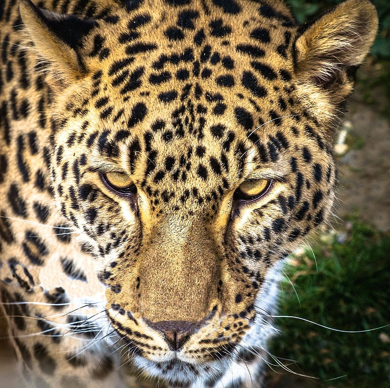 非洲花豹头部特写摄影图动物图片