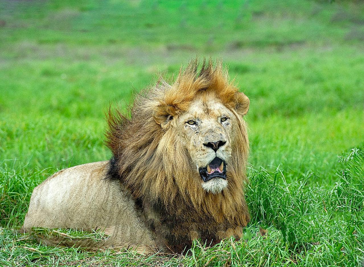 趴在草地上的母狮子图片高清摄影