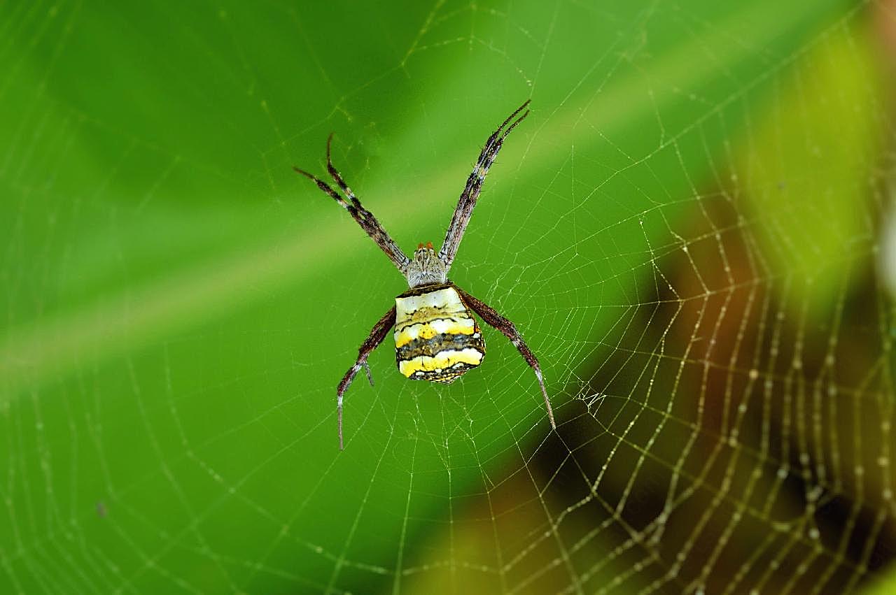 大蜘蛛织网图片摄影