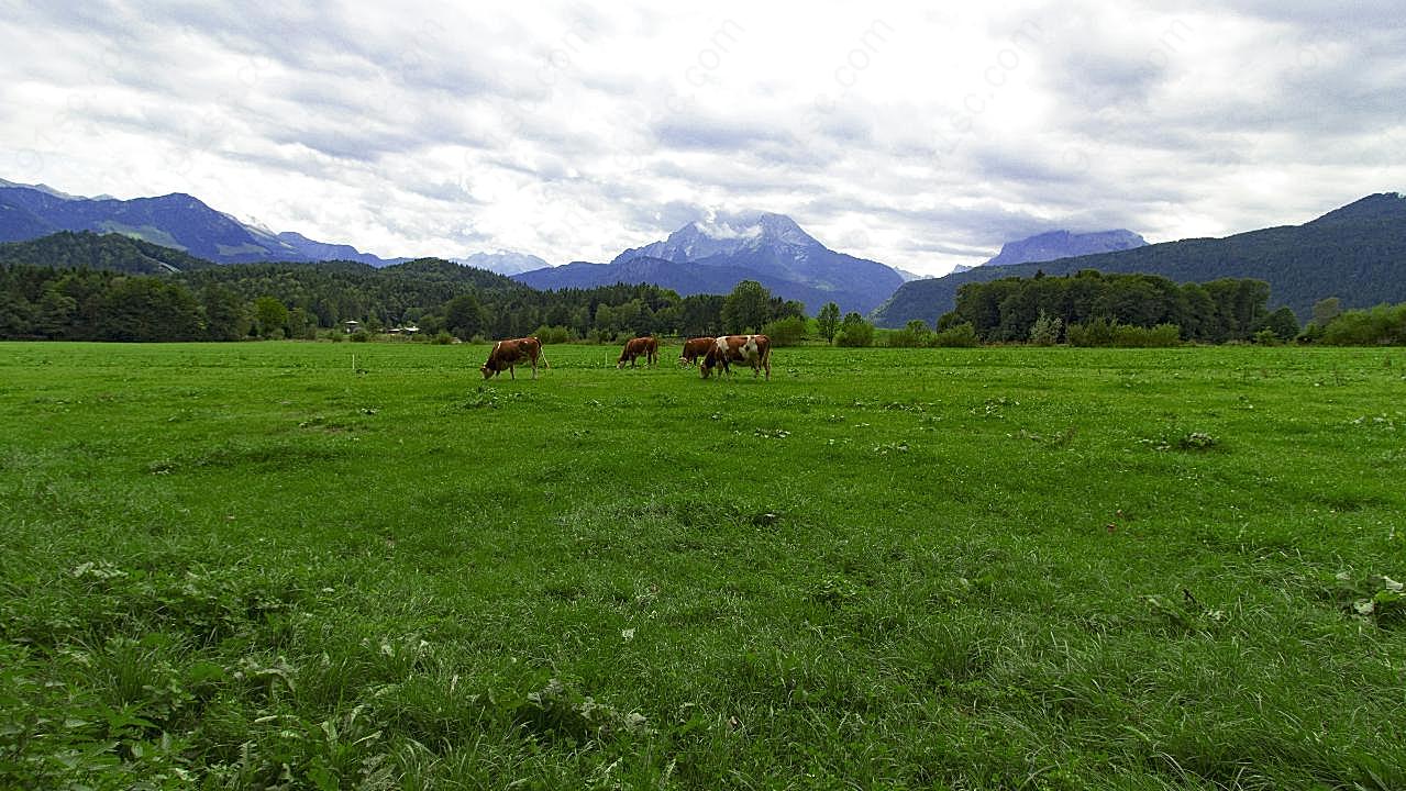 巴伐利亚草原景观图片摄影