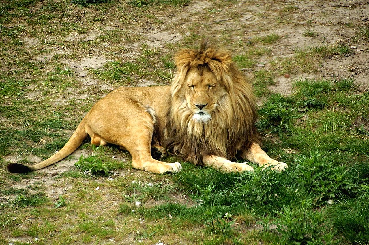 大狮子睡觉图片动物图片
