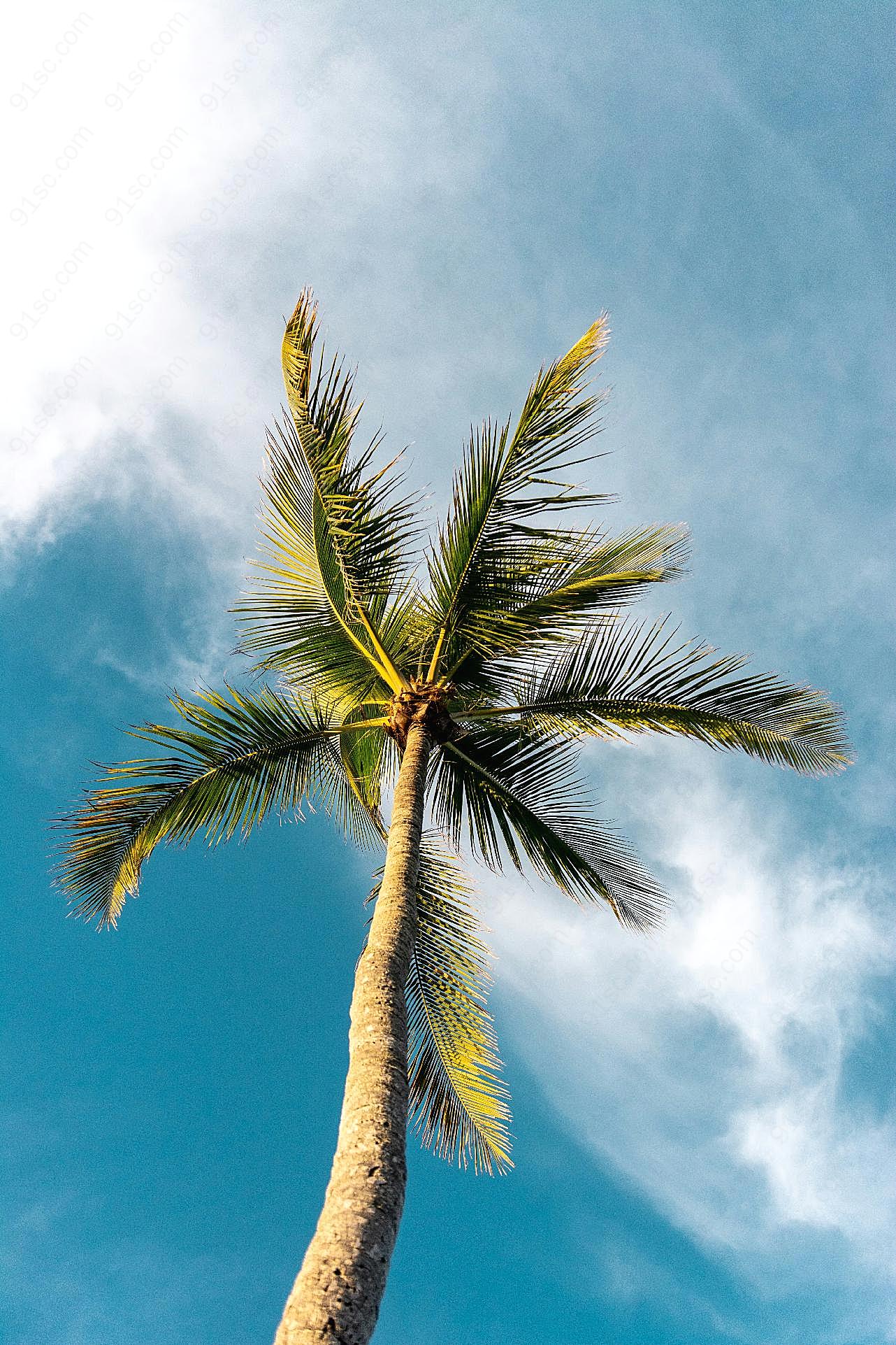 蓝天白云下的棕榈树图片摄影