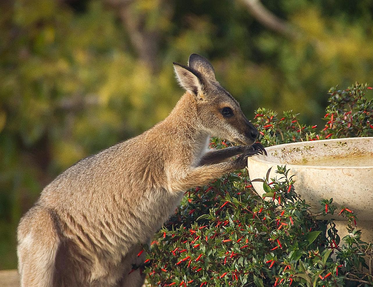 澳大利亚袋鼠图片动物图片
