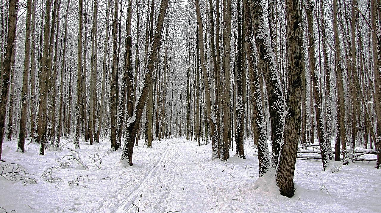 冬天图片树林