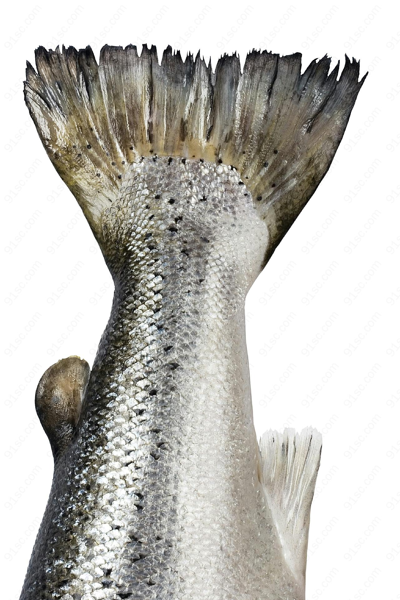 大马哈尾巴图片鱼