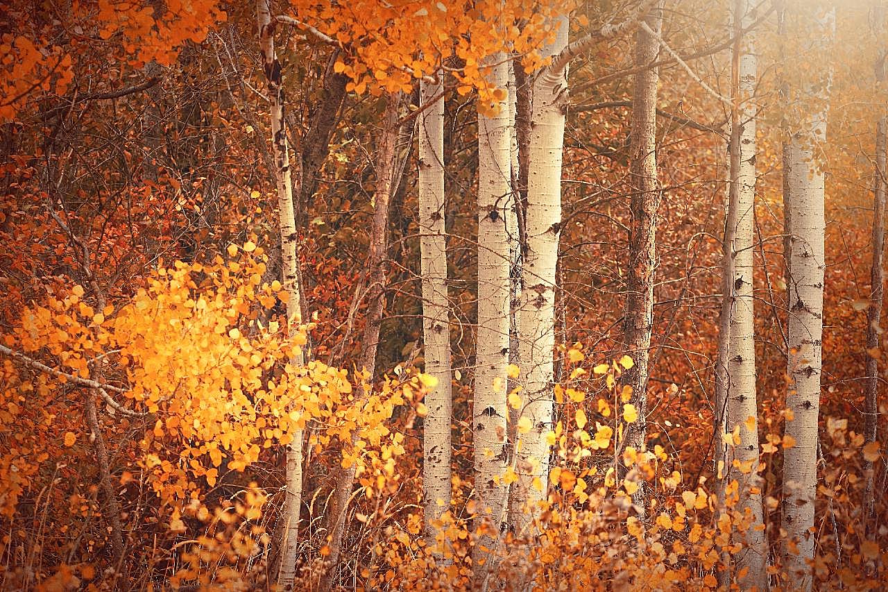秋天树木唯美风景图片自然