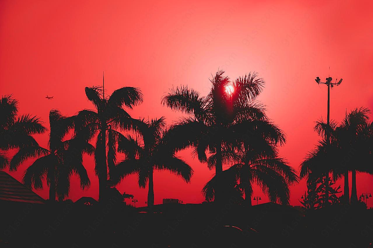 一排棕榈树剪影图片摄影