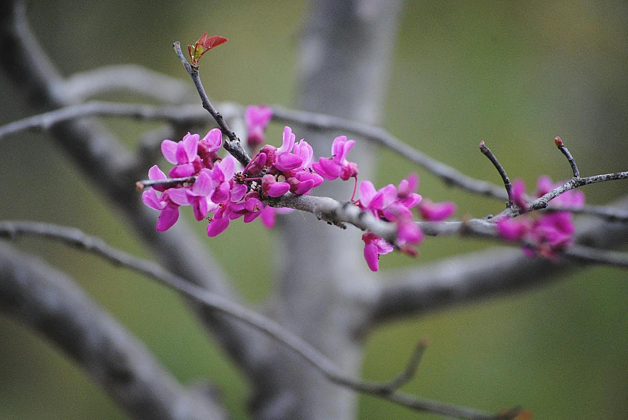 春天树开的花图片高清