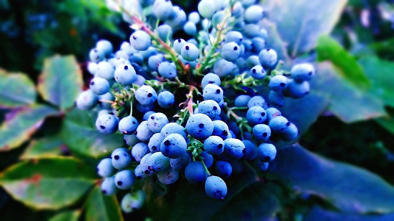 美味新鲜蓝莓图片生物摄影