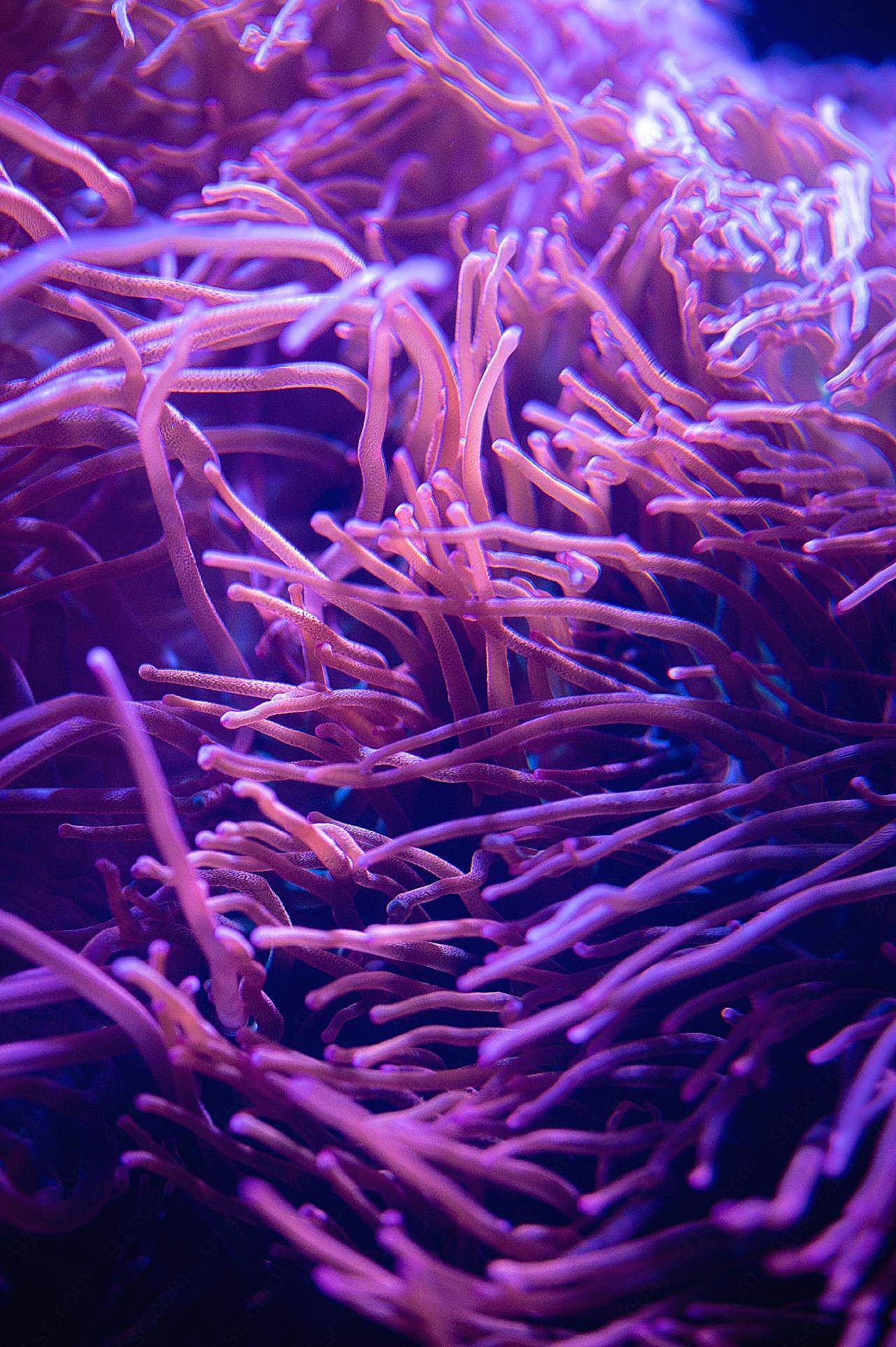 海底紫罗兰珊瑚触须图片高清摄影