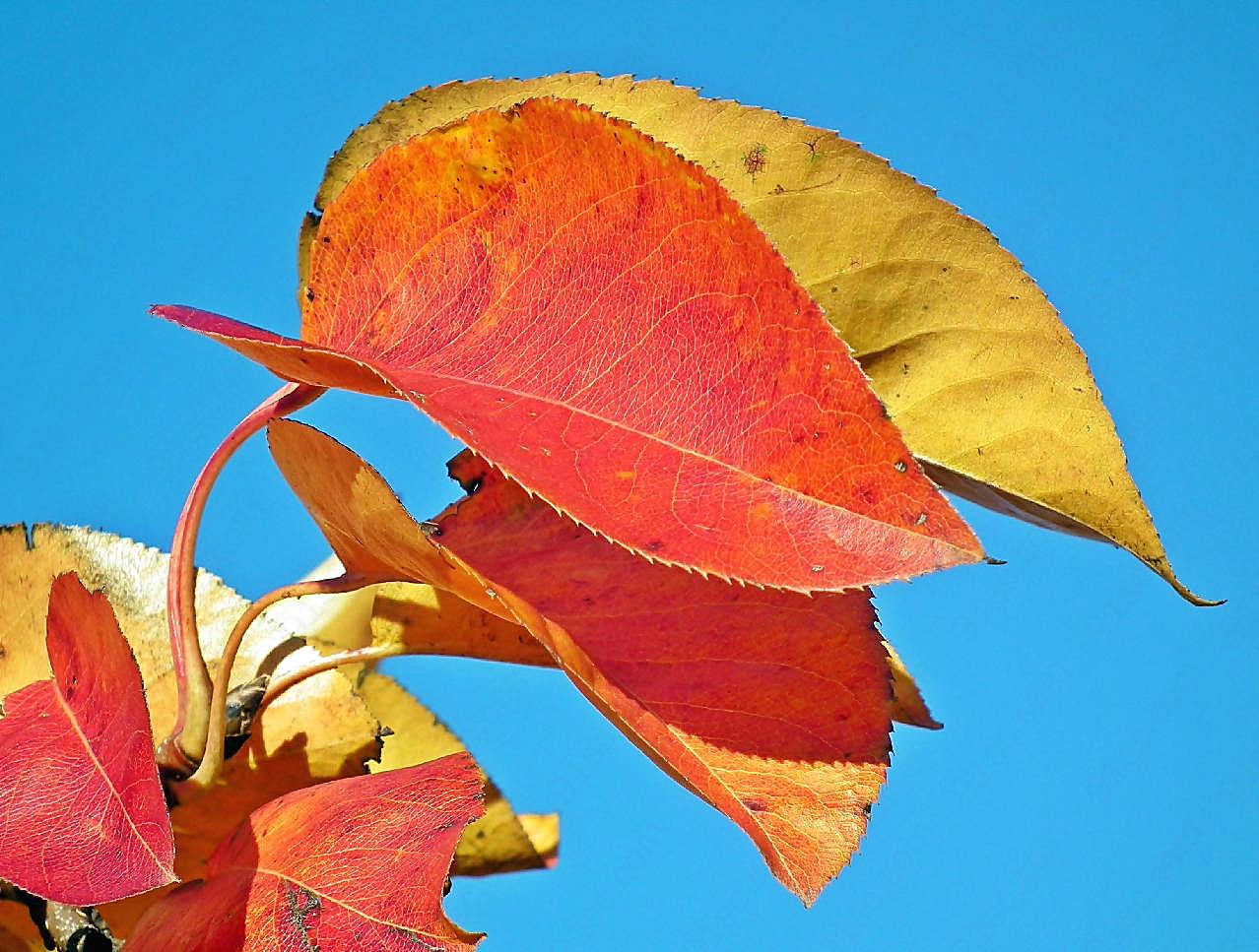 秋季泛黄红图片摄影高清