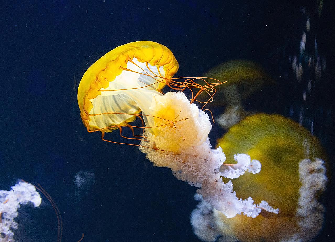 管水母目海洋生物