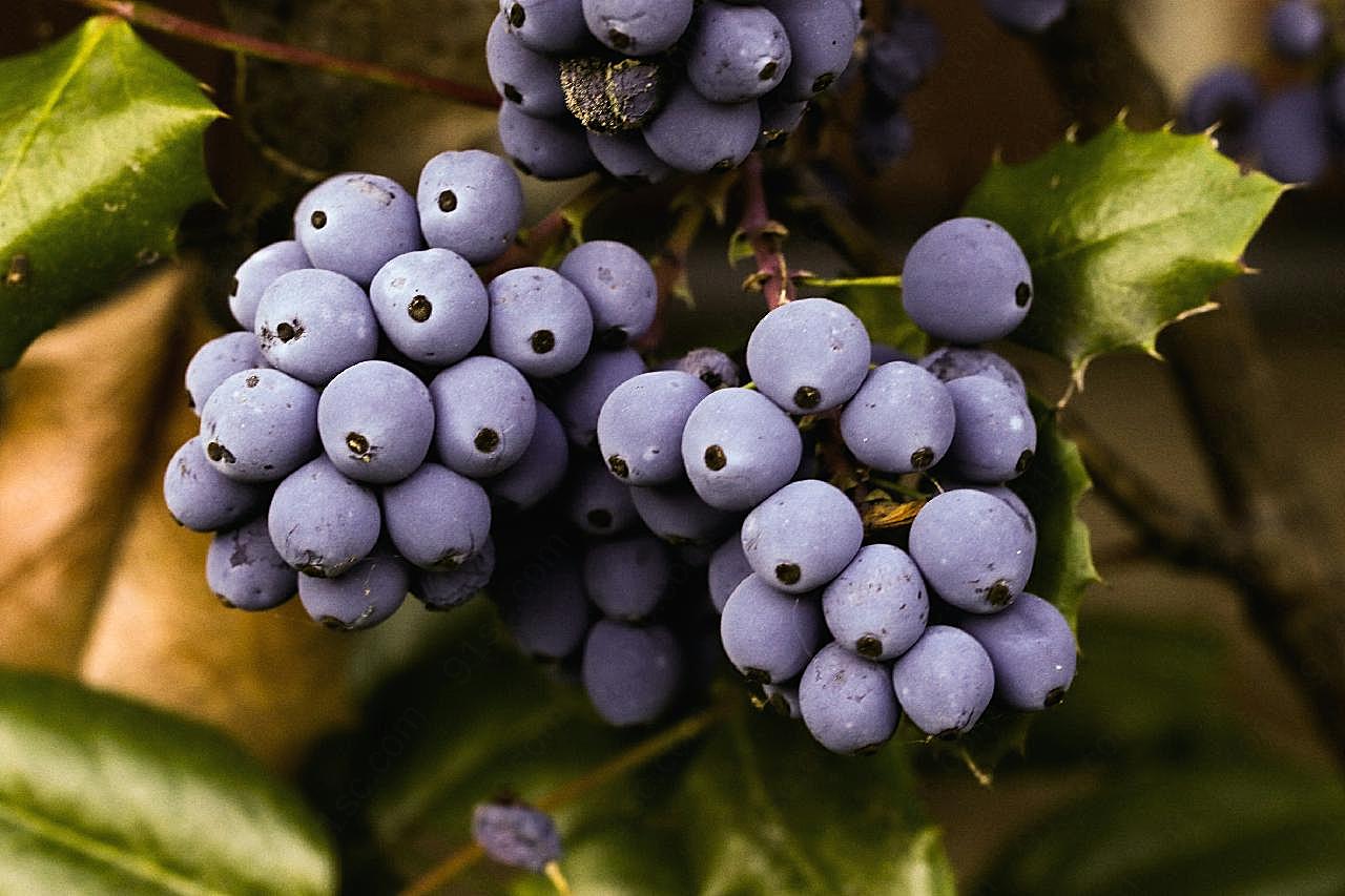 成熟蓝莓图片水果