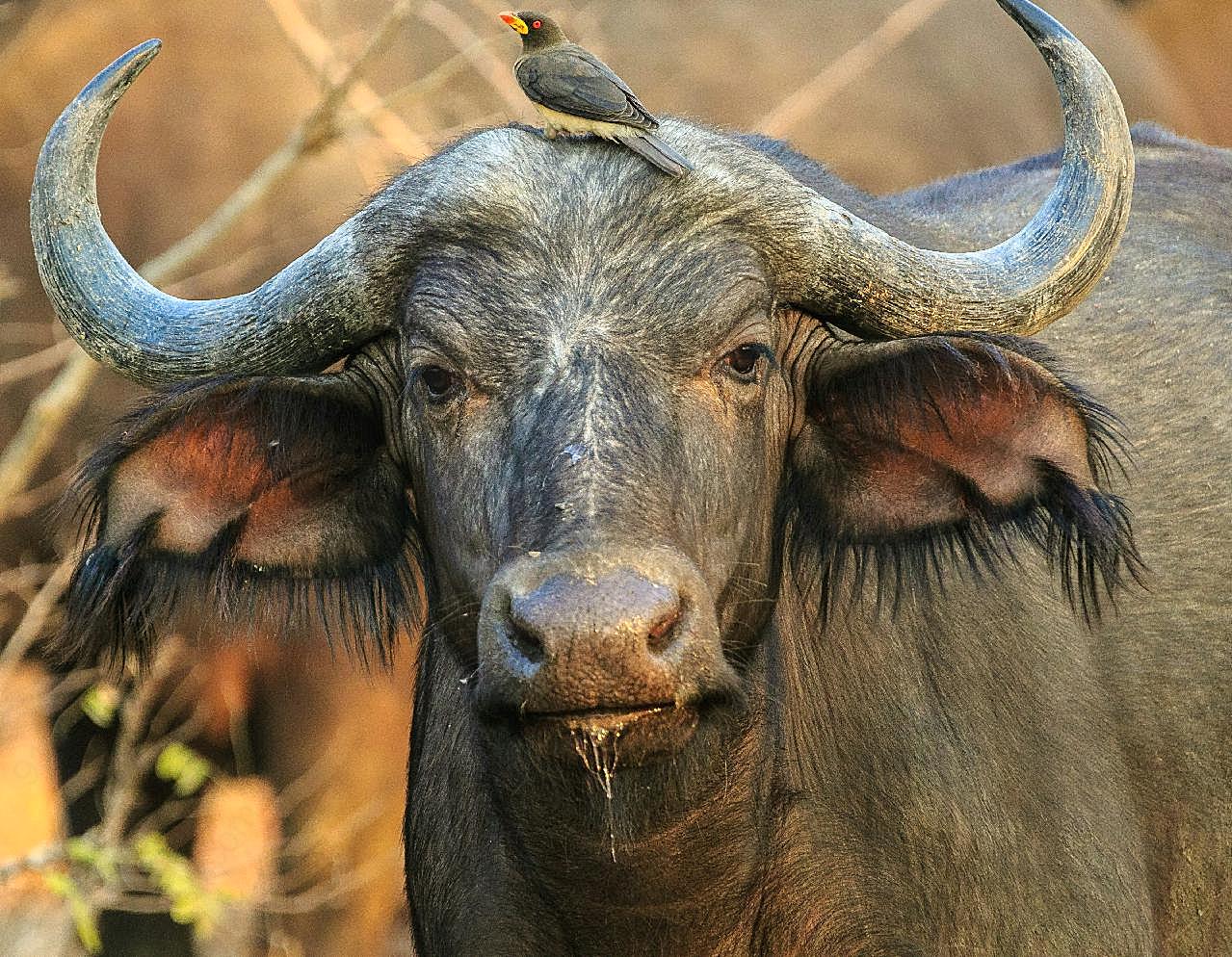 非洲野牛图片动物图片