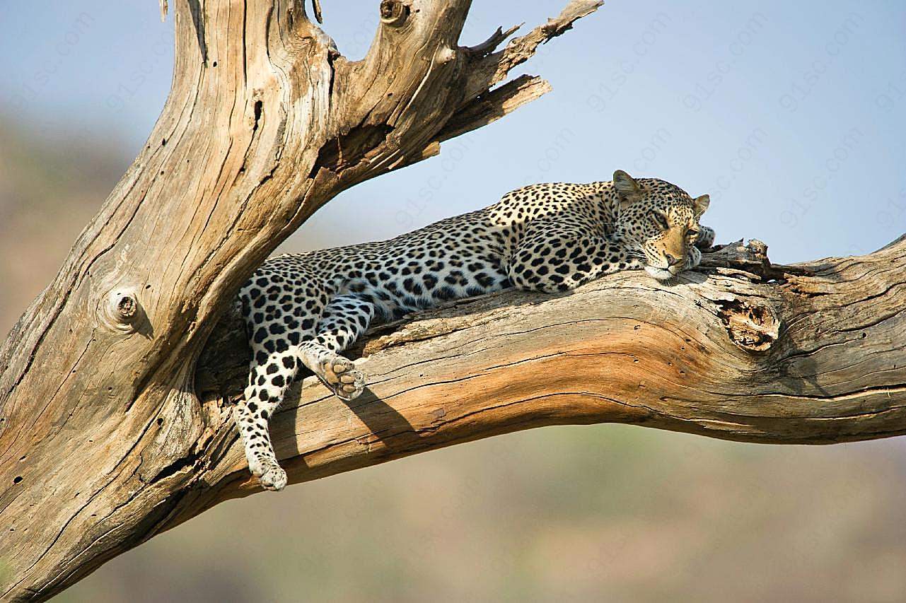 树上休息的猎豹图片高清摄影