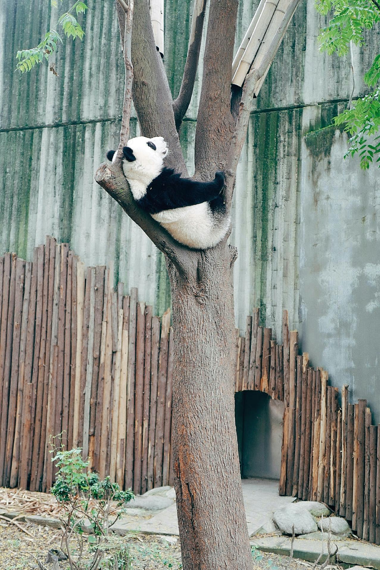 熊猫爬树图片摄影