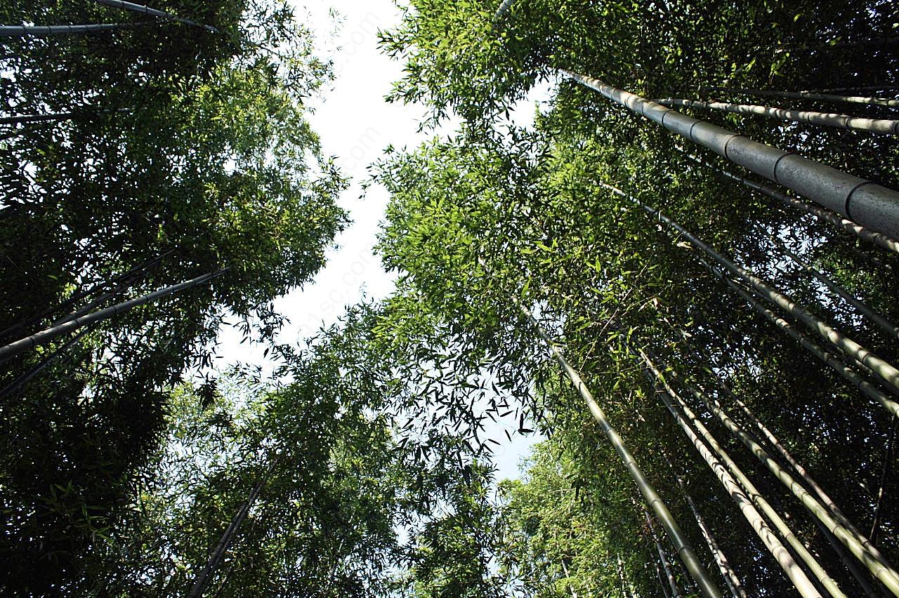 苍翠竹林图片摄影高清