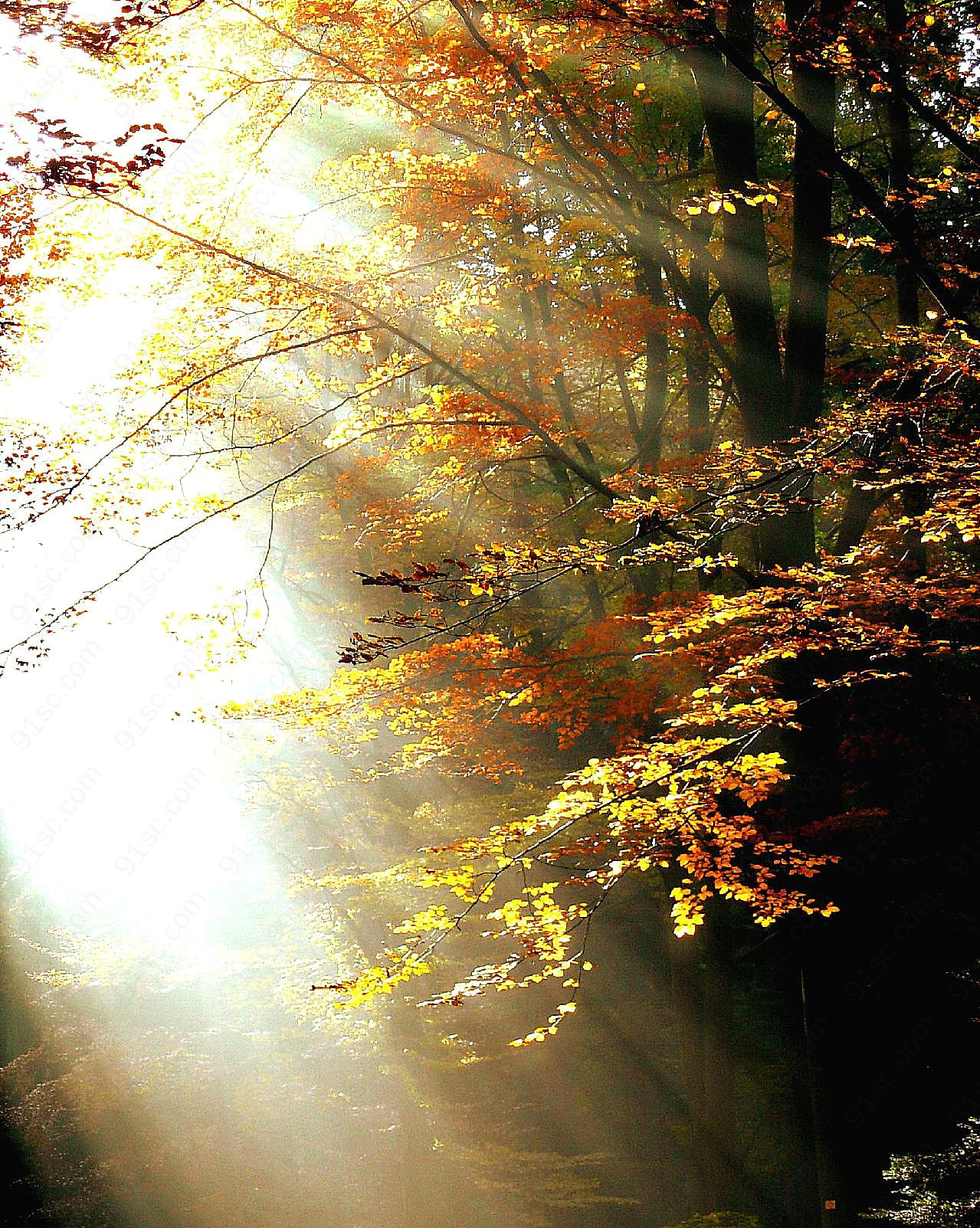 秋季逆光森林图片景观