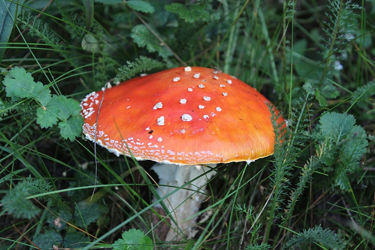 伞状野生红图片蘑菇
