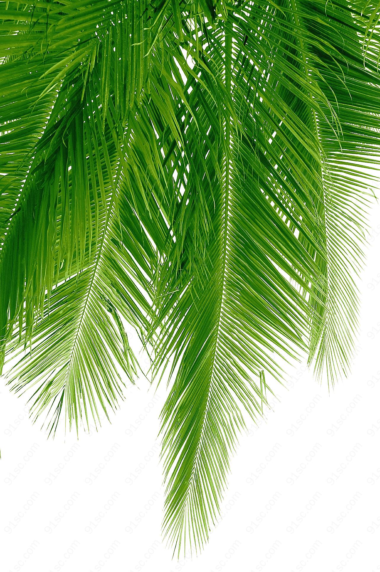 椰子树树叶特写2摄影生物