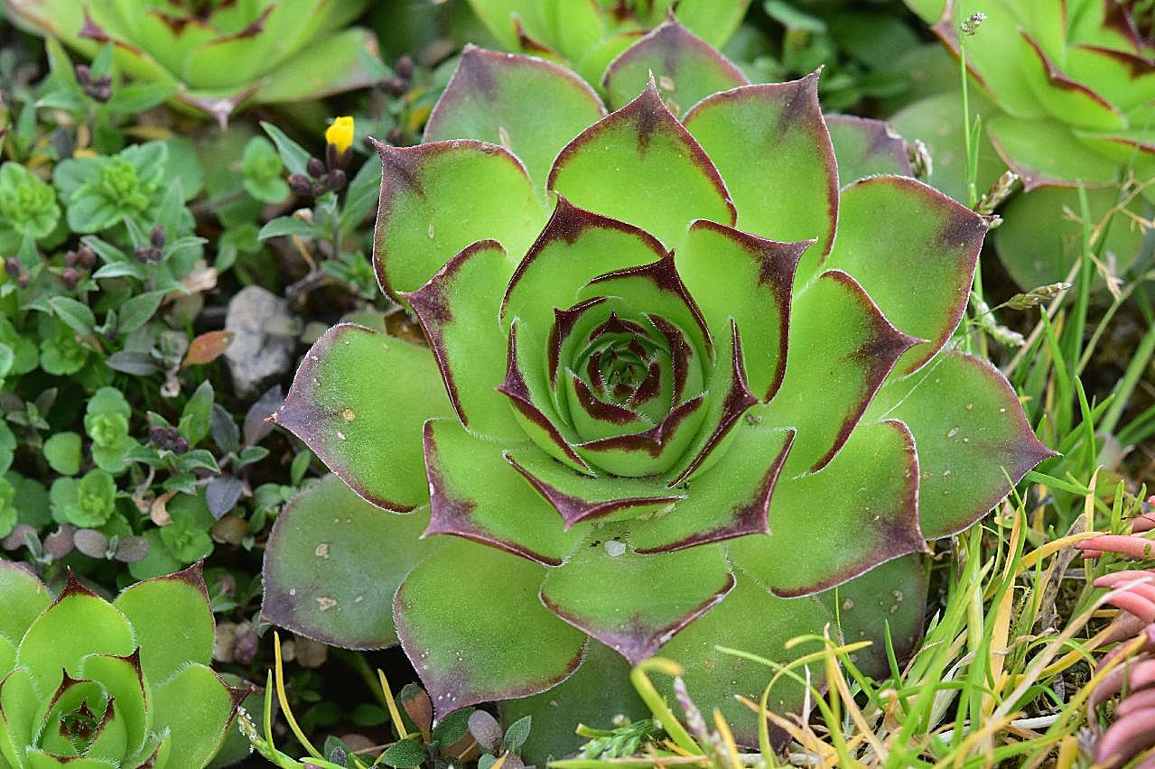 翠绿多肉植物图片高清摄影