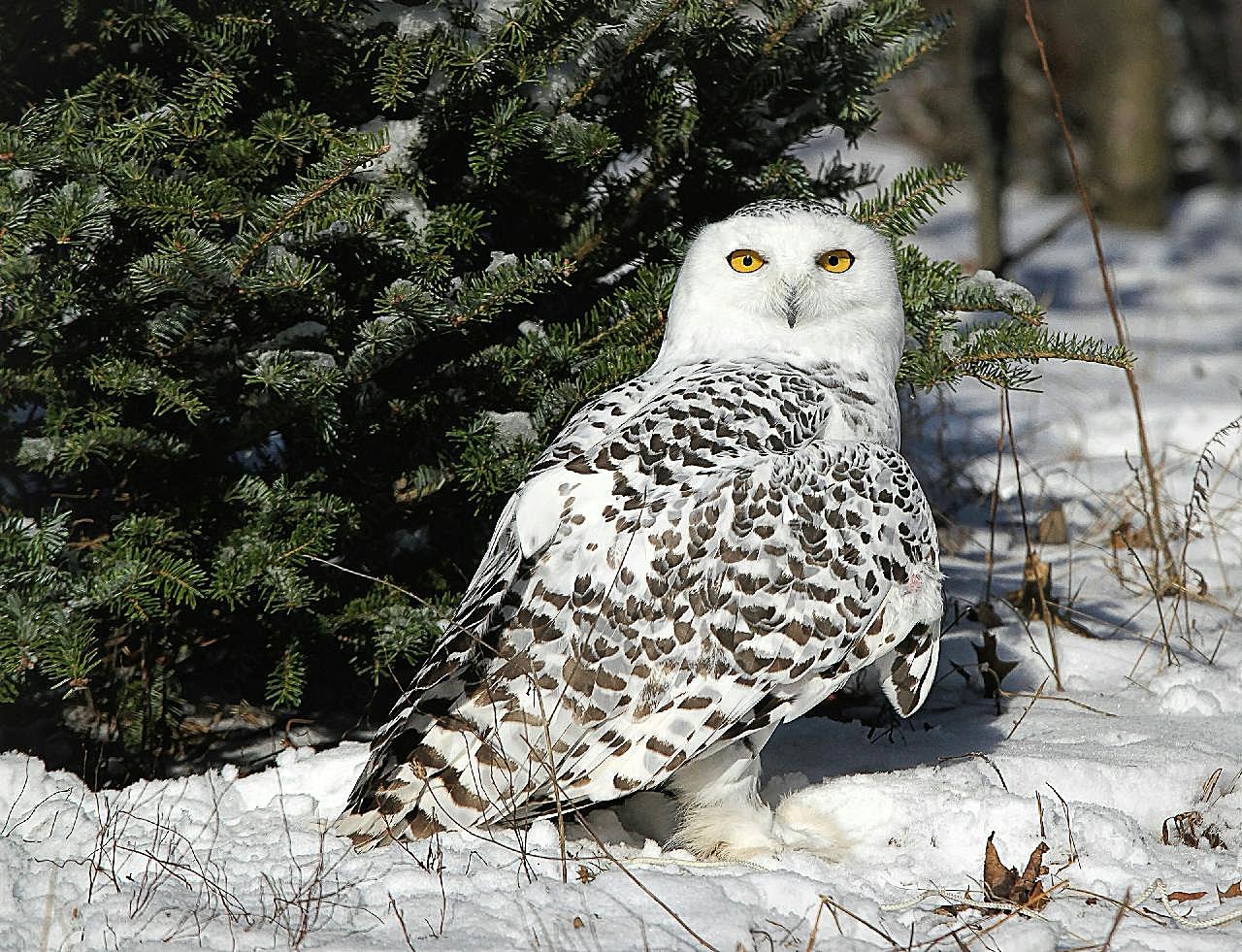 雪地里的猫头鹰图片摄影高清