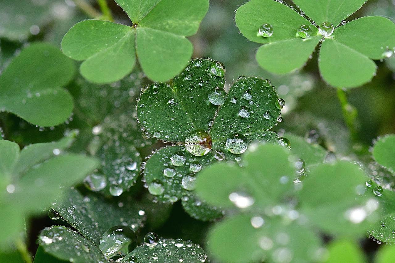 水珠三叶草图片摄影高清