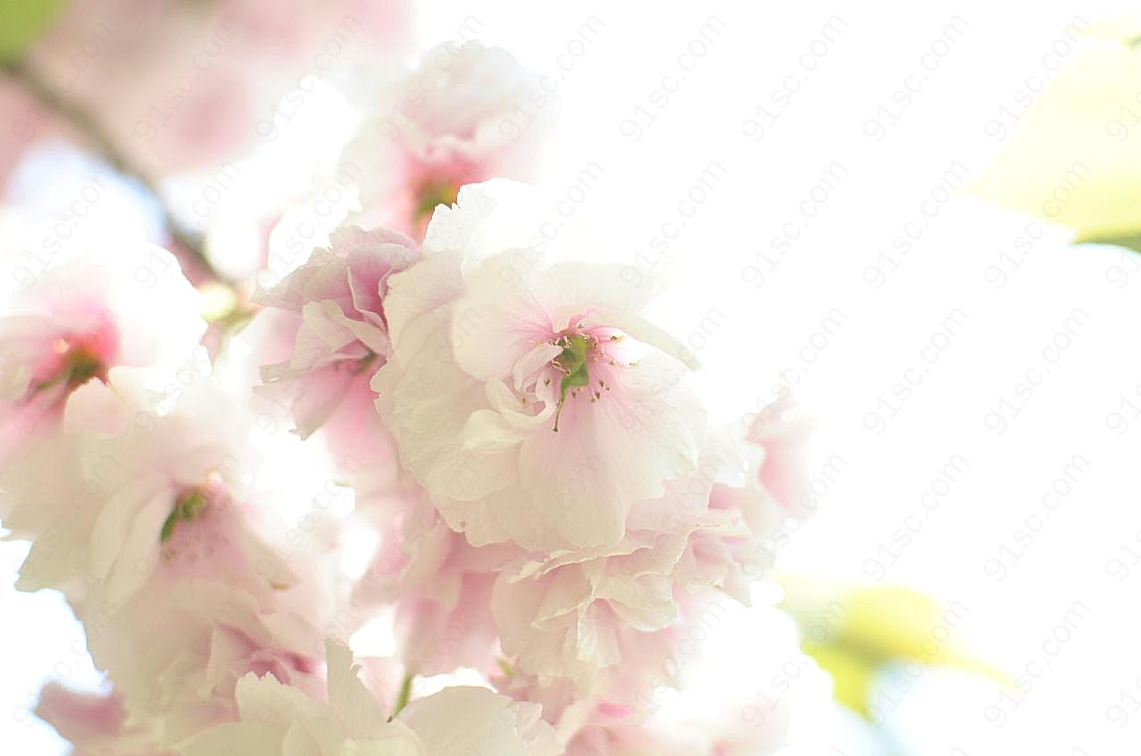 灿烂图片樱花