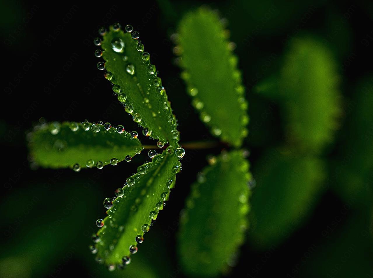 唯美水珠图片高清摄影