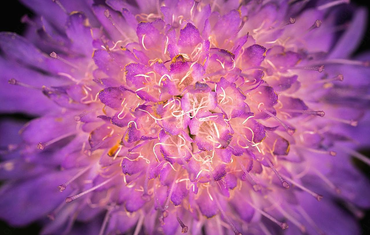 鲜花花蕊特写图片花的