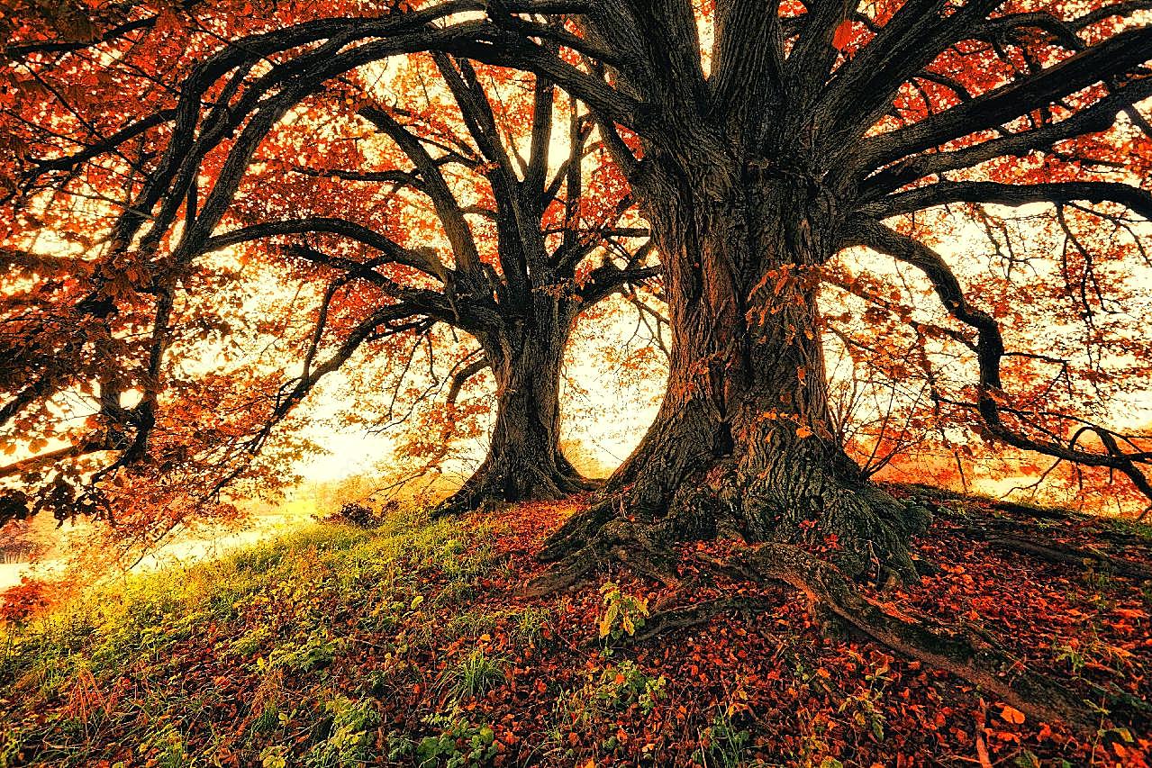 秋天树木风景摄影图片树木图片