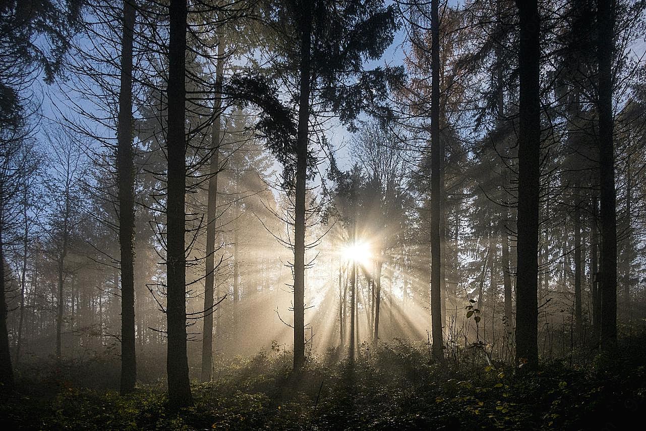 日落树木剪影图片自然摄影