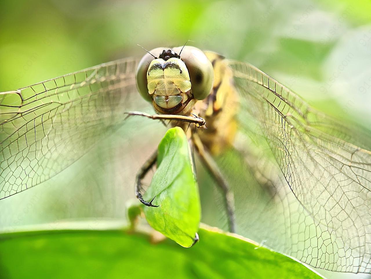 蜻蜓头部特写图片昆虫