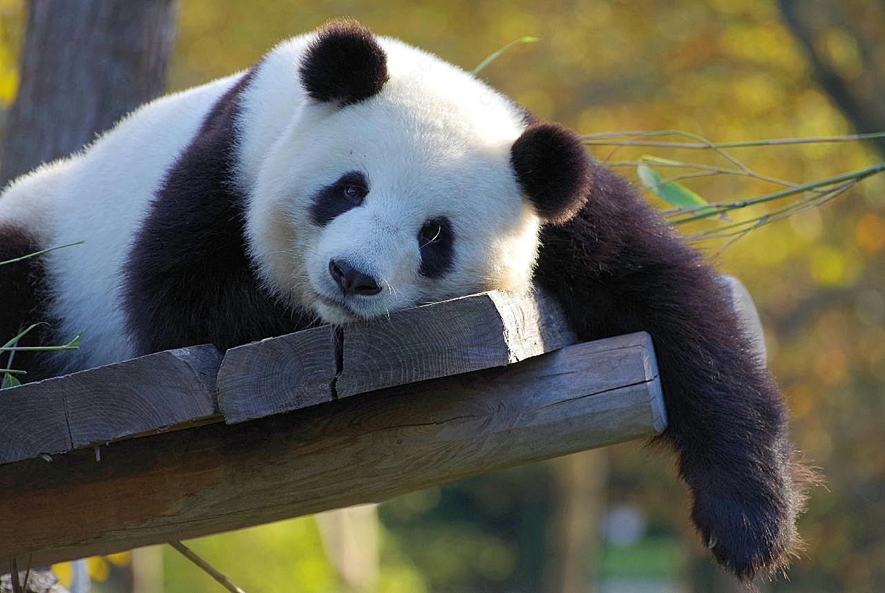 熊猫生物世界
