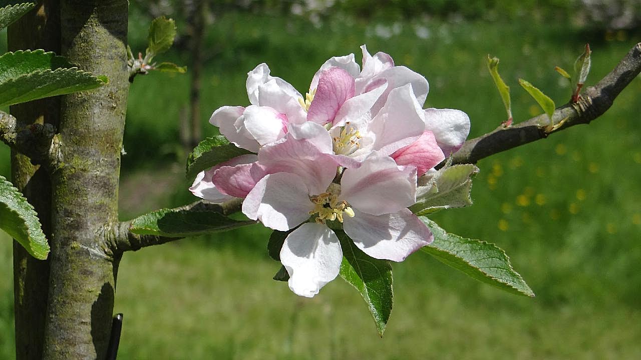 苹果花摄影图片花卉