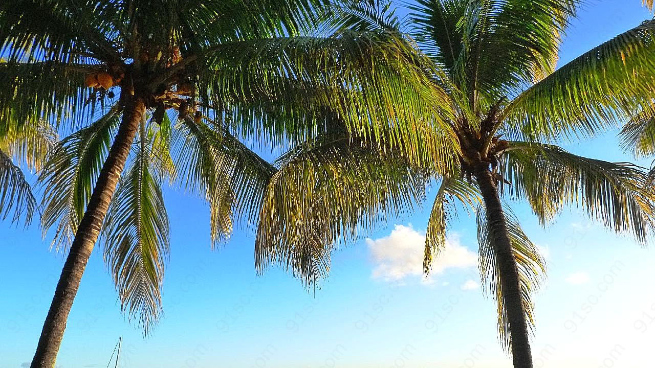 毛里求斯棕榈树图片树林